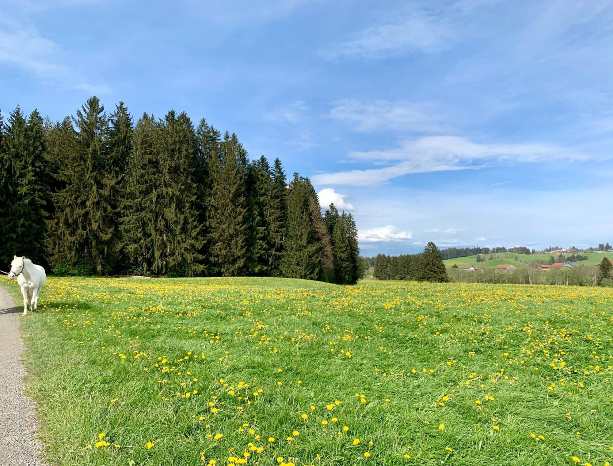 Lindners Hideaways - Bergnest Lodge - Bergblick Fewo 6 Pers Balkon Garten Hund Ski Unterkunft Luftkurort Oberreute Naehe Buchenegger Wasserfaelle Eistobel Bodensee Esterno foto